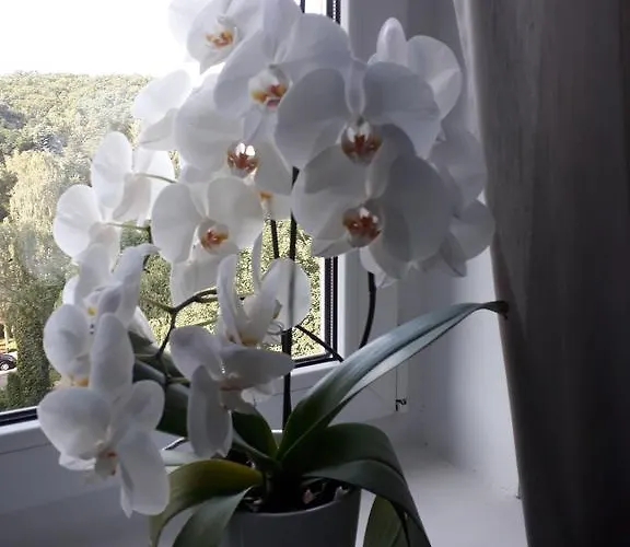 Apartment Apartament Marina *